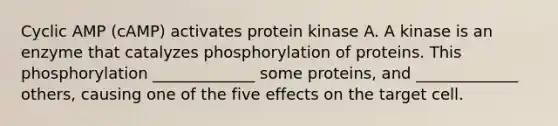 Cyclic AMP (cAMP) activates protein kinase A. A kinase is an enzyme that catalyzes phosphorylation of proteins. This phosphorylation _____________ some proteins, and _____________ others, causing one of the five effects on the target cell.