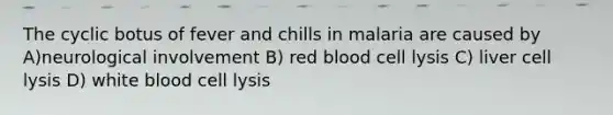 The cyclic botus of fever and chills in malaria are caused by A)neurological involvement B) red blood cell lysis C) liver cell lysis D) white blood cell lysis