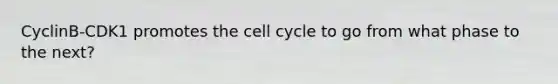 CyclinB-CDK1 promotes the cell cycle to go from what phase to the next?