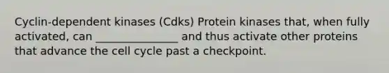 Cyclin-dependent kinases (Cdks) Protein kinases that, when fully activated, can _______________ and thus activate other proteins that advance the cell cycle past a checkpoint.