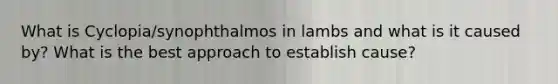 What is Cyclopia/synophthalmos in lambs and what is it caused by? What is the best approach to establish cause?