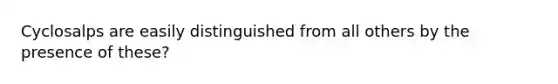 Cyclosalps are easily distinguished from all others by the presence of these?