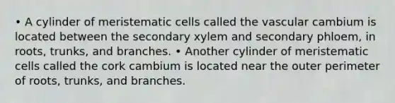 • A cylinder of meristematic cells called the vascular cambium is located between the secondary xylem and secondary phloem, in roots, trunks, and branches. • Another cylinder of meristematic cells called the cork cambium is located near the outer perimeter of roots, trunks, and branches.