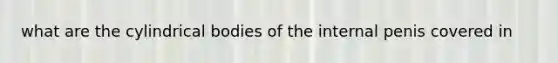 what are the cylindrical bodies of the internal penis covered in
