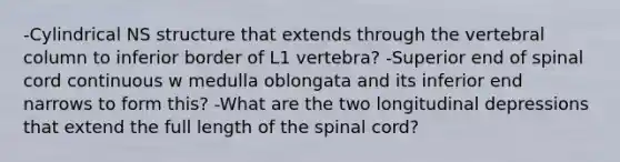 -Cylindrical NS structure that extends through the vertebral column to inferior border of L1 vertebra? -Superior end of spinal cord continuous w medulla oblongata and its inferior end narrows to form this? -What are the two longitudinal depressions that extend the full length of the spinal cord?