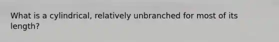 What is a cylindrical, relatively unbranched for most of its length?