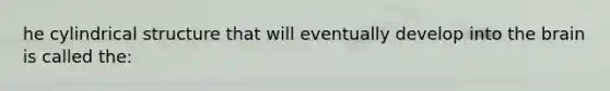 he cylindrical structure that will eventually develop into the brain is called the: