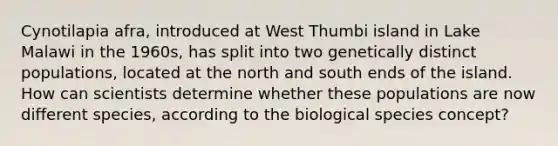 Cynotilapia afra, introduced at West Thumbi island in Lake Malawi in the 1960s, has split into two genetically distinct populations, located at the north and south ends of the island. How can scientists determine whether these populations are now different species, according to the biological species concept?