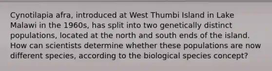 Cynotilapia afra, introduced at West Thumbi Island in Lake Malawi in the 1960s, has split into two genetically distinct populations, located at the north and south ends of the island. How can scientists determine whether these populations are now different species, according to the biological species concept?