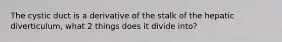 The cystic duct is a derivative of the stalk of the hepatic diverticulum, what 2 things does it divide into?