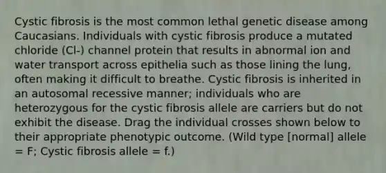 Cystic fibrosis is the most common lethal genetic disease among Caucasians. Individuals with cystic fibrosis produce a mutated chloride (Cl-) channel protein that results in abnormal ion and water transport across epithelia such as those lining the lung, often making it difficult to breathe. Cystic fibrosis is inherited in an autosomal recessive manner; individuals who are heterozygous for the cystic fibrosis allele are carriers but do not exhibit the disease. Drag the individual crosses shown below to their appropriate phenotypic outcome. (Wild type [normal] allele = F; Cystic fibrosis allele = f.)