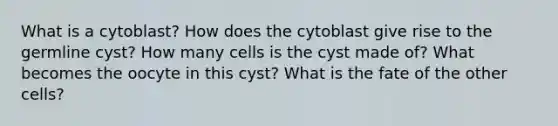 What is a cytoblast? How does the cytoblast give rise to the germline cyst? How many cells is the cyst made of? What becomes the oocyte in this cyst? What is the fate of the other cells?