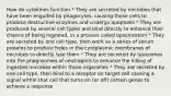 How do cytokines function * They are secreted by microbes that have been engulfed by phagocytes, causing those cells to produce destructive enzymes and undergo apoptosis * They are produced by several cell types and bind directly to enhance their chance of being ingested, in a process called opsonization * They are secreted by one cell type, then work as a series of serum proteins to produce holes in the cytoplasmic membranes of microbes to directly lyse them * They are secreted by lysozomes into the phagosomes of neutrophils to enhance the killing of ingested microbes within those organelles * They are secreted by one cell type, then bind to a receptor on target cell causing a signal within that cell that turns on (or off) certain genes to achieve a response