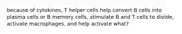 because of cytokines, T helper cells help convert B cells into plasma cells or B memory cells, stimulate B and T cells to divide, activate macrophages, and help activate what?