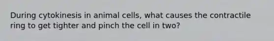 During cytokinesis in animal cells, what causes the contractile ring to get tighter and pinch the cell in two?