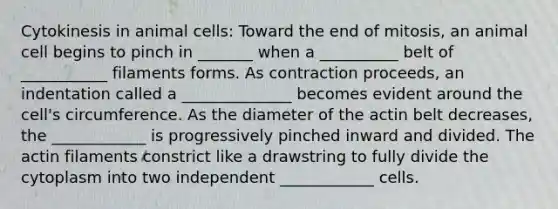 Cytokinesis in animal cells: Toward the end of mitosis, an animal cell begins to pinch in _______ when a __________ belt of ___________ filaments forms. As contraction proceeds, an indentation called a ______________ becomes evident around the cell's circumference. As the diameter of the actin belt decreases, the ____________ is progressively pinched inward and divided. The actin filaments constrict like a drawstring to fully divide the cytoplasm into two independent ____________ cells.