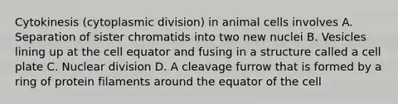 Cytokinesis (cytoplasmic division) in animal cells involves A. Separation of sister chromatids into two new nuclei B. Vesicles lining up at the cell equator and fusing in a structure called a cell plate C. Nuclear division D. A cleavage furrow that is formed by a ring of protein filaments around the equator of the cell