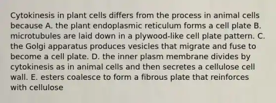 Cytokinesis in plant cells differs from the process in animal cells because A. the plant endoplasmic reticulum forms a cell plate B. microtubules are laid down in a plywood-like cell plate pattern. C. the Golgi apparatus produces vesicles that migrate and fuse to become a cell plate. D. the inner plasm membrane divides by cytokinesis as in animal cells and then secretes a cellulose cell wall. E. esters coalesce to form a fibrous plate that reinforces with cellulose