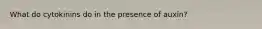 What do cytokinins do in the presence of auxin?