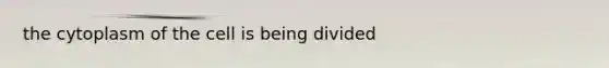 the cytoplasm of the cell is being divided