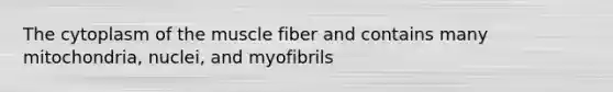 The cytoplasm of the muscle fiber and contains many mitochondria, nuclei, and myofibrils