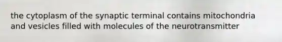 the cytoplasm of the synaptic terminal contains mitochondria and vesicles filled with molecules of the neurotransmitter