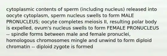 cytoplasmic contents of sperm (including nucleus) released into oocyte cytoplasm, sperm nucleus swells to form MALE PRONUCLEUS; oocyte completes meiosis II, resulting polar body is expelled, ovum's nucleus swells to form FEMALE PRONUCLEUS -- spindle forms between male and female pronuclei, homologous chromosomes mingle and unwind to form diploid chromatin -- diploid zygote is formed