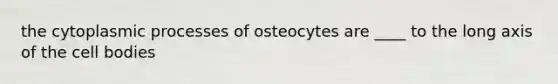 the cytoplasmic processes of osteocytes are ____ to the long axis of the cell bodies