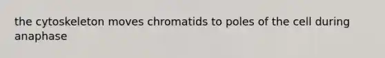 the cytoskeleton moves chromatids to poles of the cell during anaphase