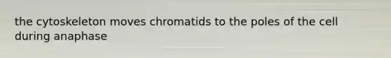 the cytoskeleton moves chromatids to the poles of the cell during anaphase