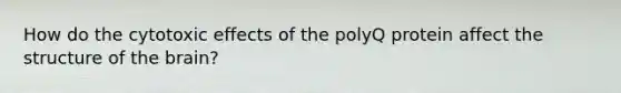 How do the cytotoxic effects of the polyQ protein affect the structure of the brain?