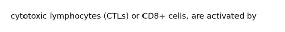 cytotoxic lymphocytes (CTLs) or CD8+ cells, are activated by