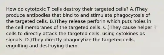 How do cytotoxic T cells destroy their targeted cells? A.)They produce antibodies that bind to and stimulate phagocytosis of the targeted cells. B.)They release perforin which puts holes in the cell membranes of the targeted cells. C.)They cause helper T cells to directly attack the targeted cells, using cytokines as signals. D.)They directly phagocytize the targeted cells, engulfing and destroying them.