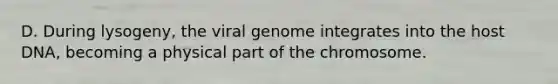 D. During lysogeny, the viral genome integrates into the host DNA, becoming a physical part of the chromosome.