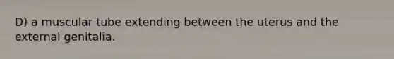 D) a muscular tube extending between the uterus and the external genitalia.