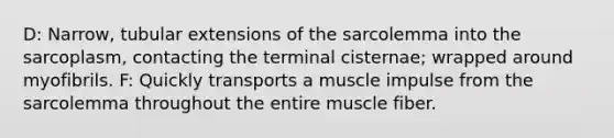 D: Narrow, tubular extensions of the sarcolemma into the sarcoplasm, contacting the terminal cisternae; wrapped around myofibrils. F: Quickly transports a muscle impulse from the sarcolemma throughout the entire muscle fiber.