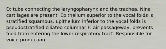 D: tube connecting the laryngopharynx and the trachea. Nine cartilages are present. Epithelium superior to the vocal folds is stratified squamous. Epithelium inferior to the vocal folds is pseudostratified ciliated columnar F: air passageway; prevents food from entering the lower respiratory tract. Responsible for voice production