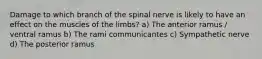 Damage to which branch of the spinal nerve is likely to have an effect on the muscles of the limbs? a) The anterior ramus / ventral ramus b) The rami communicantes c) Sympathetic nerve d) The posterior ramus