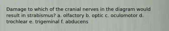 Damage to which of the cranial nerves in the diagram would result in strabismus? a. olfactory b. optic c. oculomotor d. trochlear e. trigeminal f. abducens