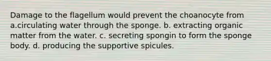 Damage to the flagellum would prevent the choanocyte from a.circulating water through the sponge. b. extracting organic matter from the water. c. secreting spongin to form the sponge body. d. producing the supportive spicules.