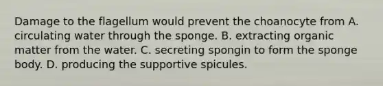 Damage to the flagellum would prevent the choanocyte from A. circulating water through the sponge. B. extracting organic matter from the water. C. secreting spongin to form the sponge body. D. producing the supportive spicules.