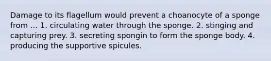 Damage to its flagellum would prevent a choanocyte of a sponge from ... 1. circulating water through the sponge. 2. stinging and capturing prey. 3. secreting spongin to form the sponge body. 4. producing the supportive spicules.