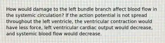 How would damage to the left bundle branch affect blood flow in the systemic circulation? If the action potential is not spread throughout the left ventricle, the ventricular contraction would have less force, left ventricular cardiac output would decrease, and systemic blood flow would decrease.