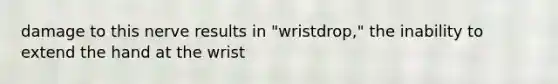 damage to this nerve results in "wristdrop," the inability to extend the hand at the wrist