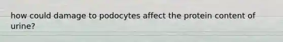 how could damage to podocytes affect the protein content of urine?