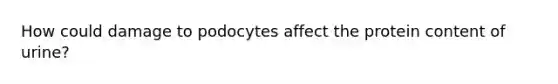 How could damage to podocytes affect the protein content of urine?