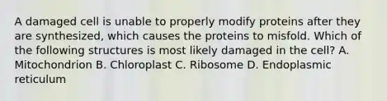 A damaged cell is unable to properly modify proteins after they are synthesized, which causes the proteins to misfold. Which of the following structures is most likely damaged in the cell? A. Mitochondrion B. Chloroplast C. Ribosome D. Endoplasmic reticulum