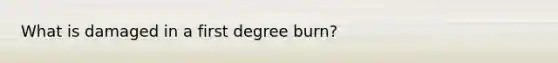 What is damaged in a first degree burn?