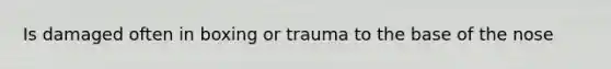 Is damaged often in boxing or trauma to the base of the nose