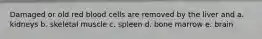 Damaged or old red blood cells are removed by the liver and a. kidneys b. skeletal muscle c. spleen d. bone marrow e. brain